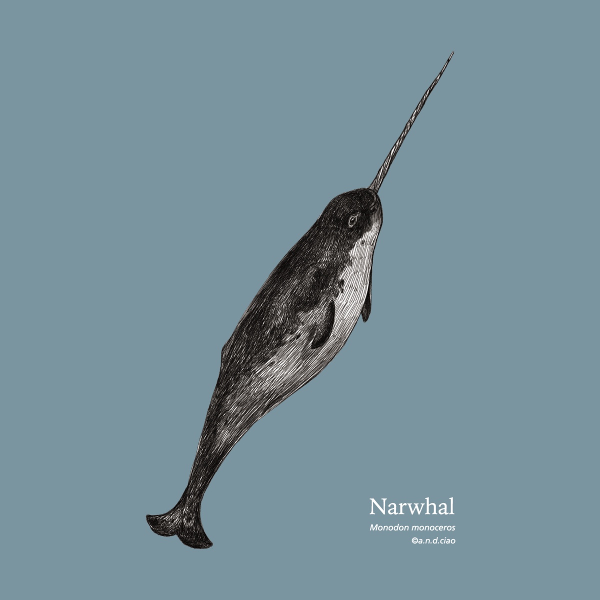 一角鯨– 寬版落肩| 安的橋a.n.d.ciao x ViewFinder 中性聯名服飾& 圖像